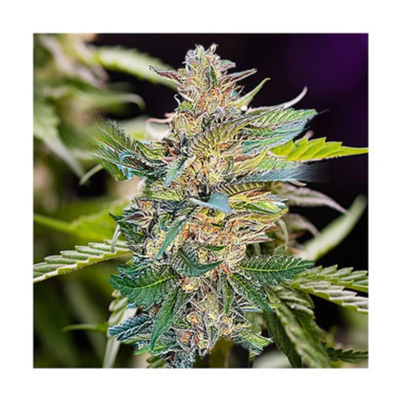 Hanfsamen Gelato autoflowering