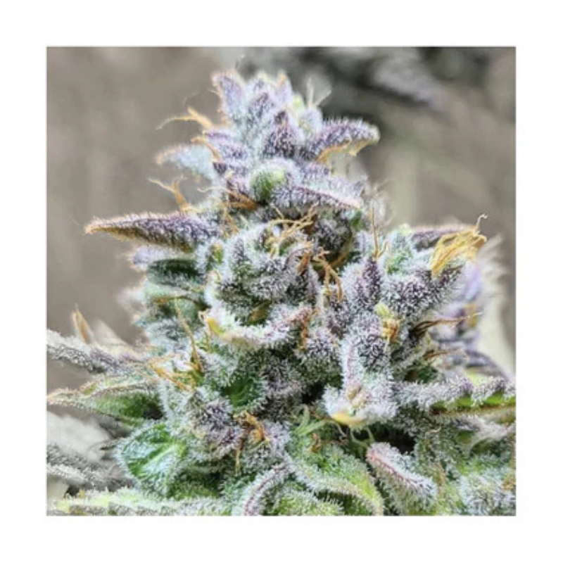 Hanfsamen Girl Scout Cookies autoflowering