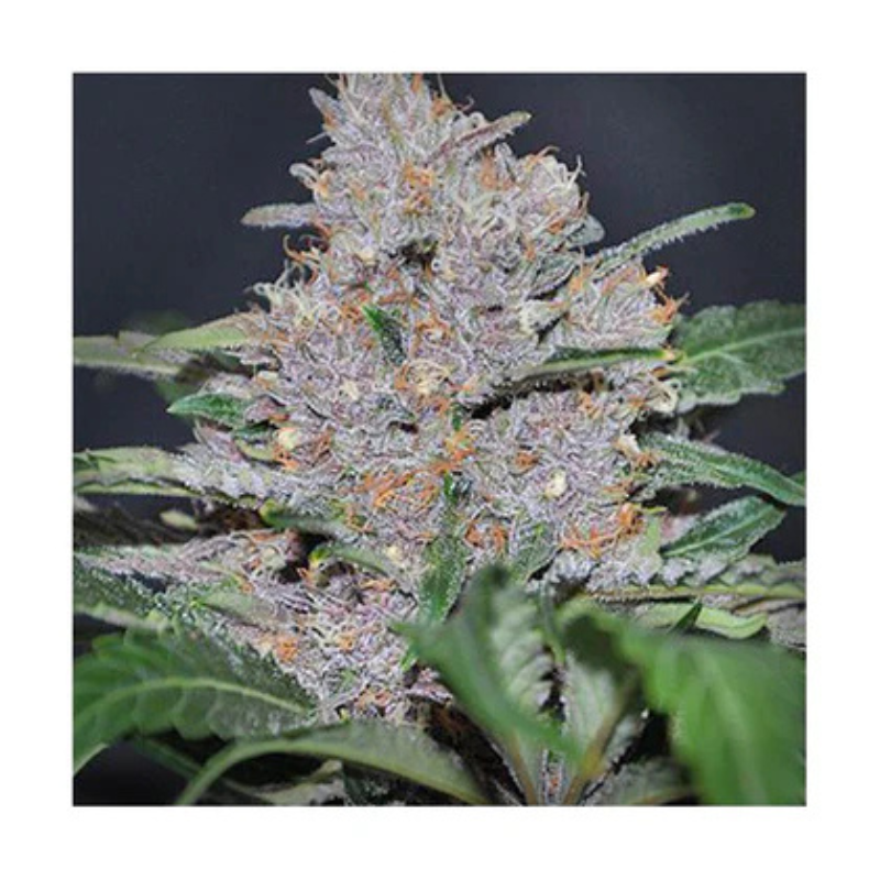 Hanfsamen Blue Dream autoflowering