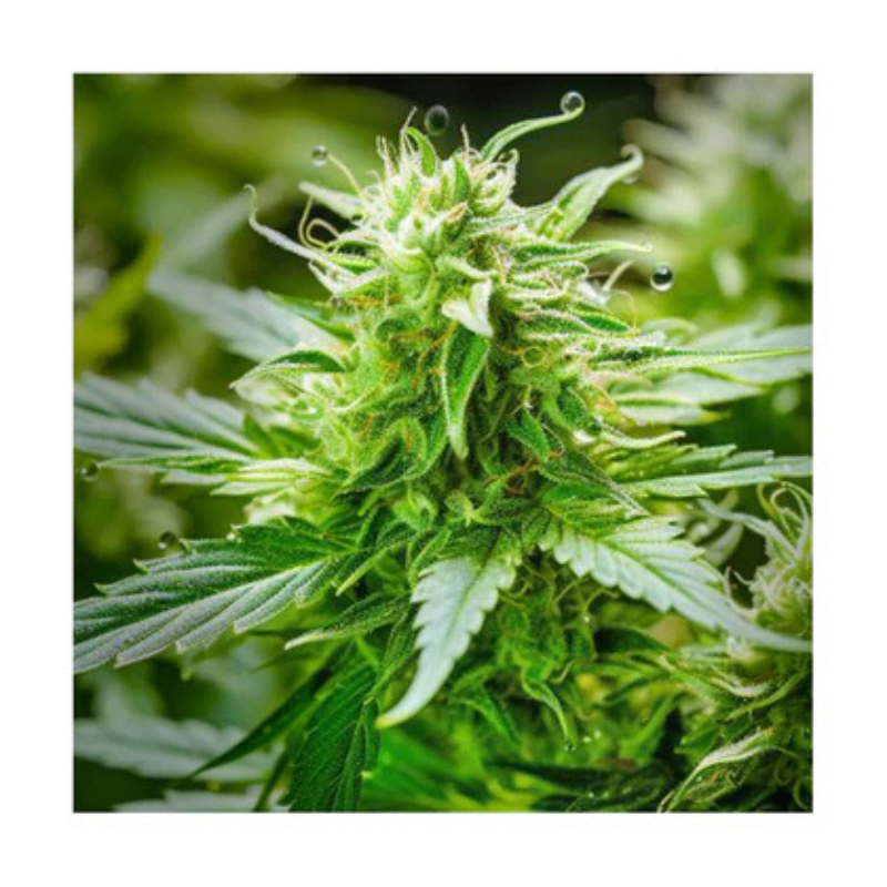 Hanfsamen Critical autoflowering