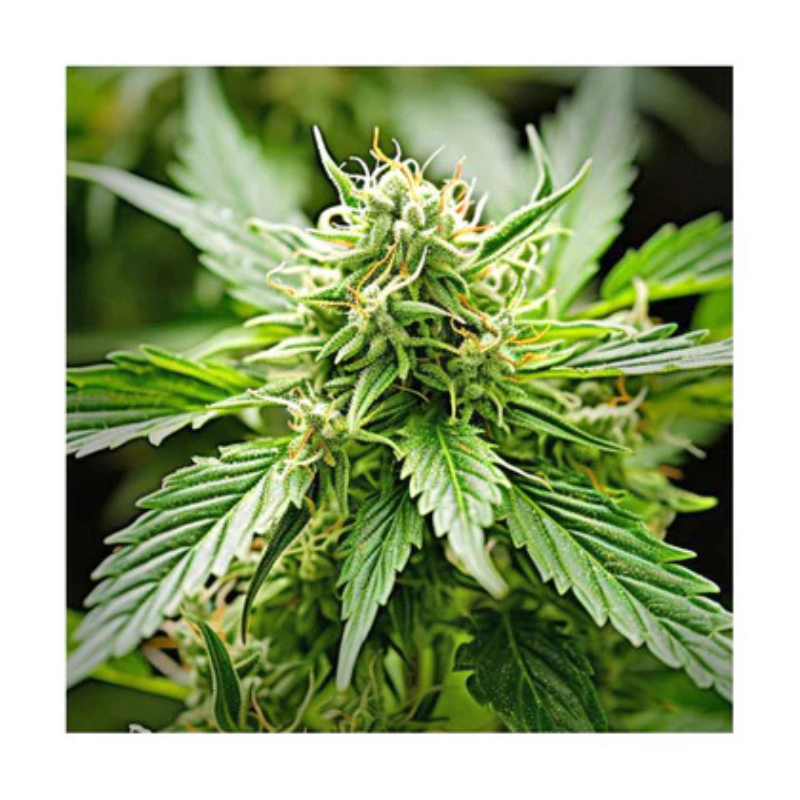 Hanfsamen Kosher Kush feminisiert