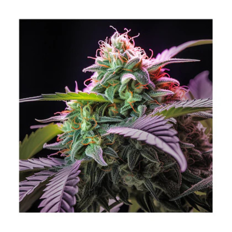 Hanfsamen Jealousy autoflowering