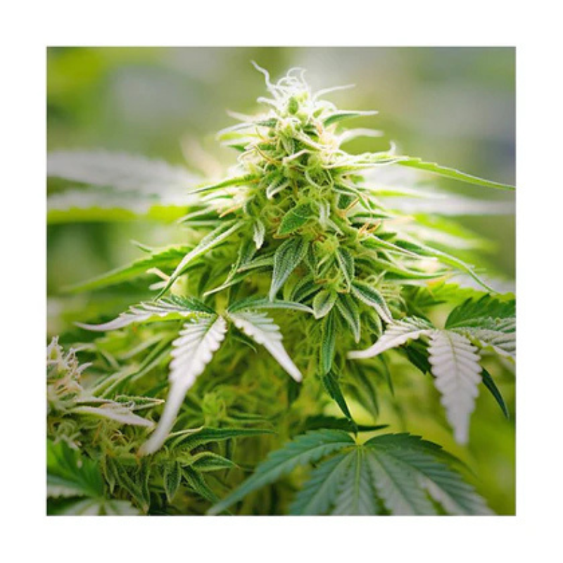 Hanfsamen Ice Cream Cake autoflowering