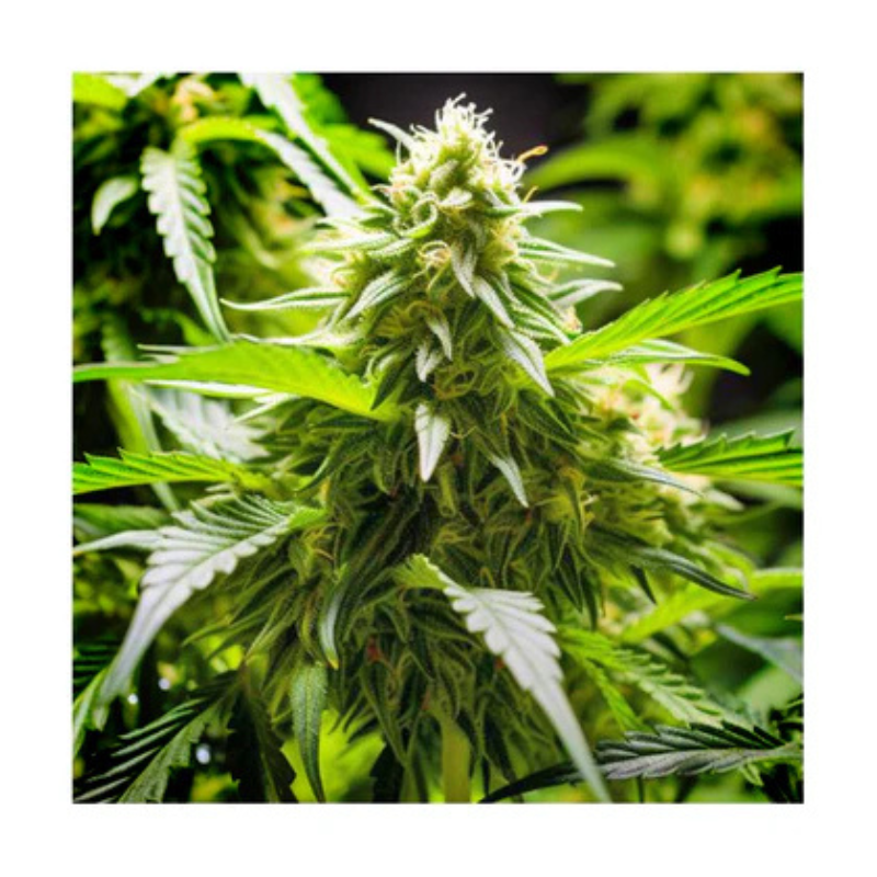 Hanfsamen Cherry Pie autoflowering