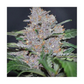 Hanfsamen Blue Dream feminisiert