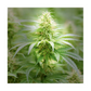 Hanfsamen Candy Rain autoflowering