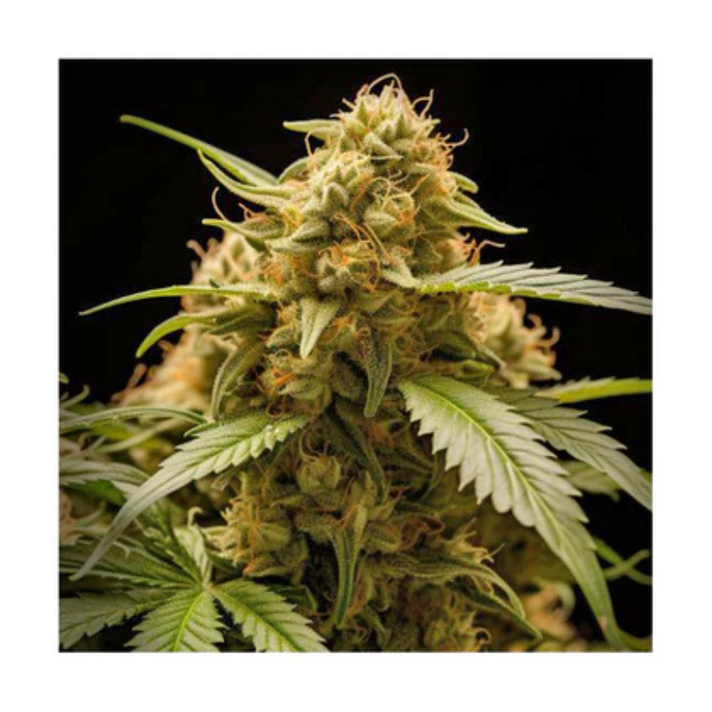 Hanfsamen Cheese autoflowering