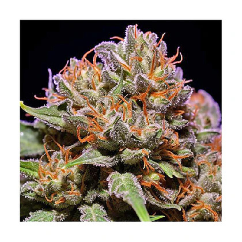 Hanfsamen Trainwreck autoflowering