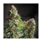 Hanfsamen Black Domina autoflowering