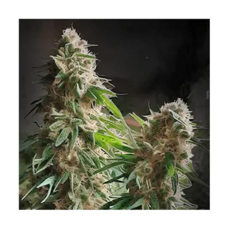 Hanfsamen Black Domina autoflowering