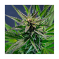 Hanfsamen Blueberry autoflowering