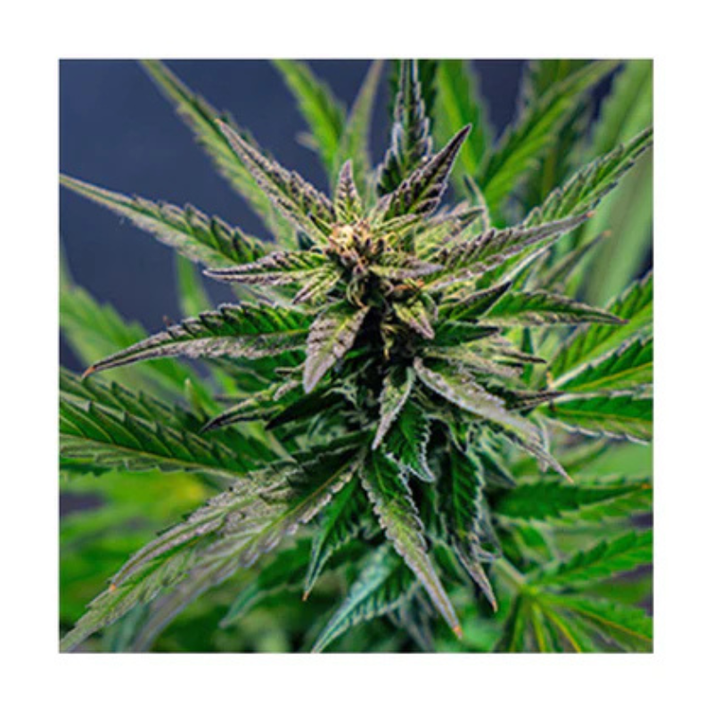 Hanfsamen Blueberry autoflowering
