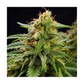 Hanfsamen AK-47 autoflowering