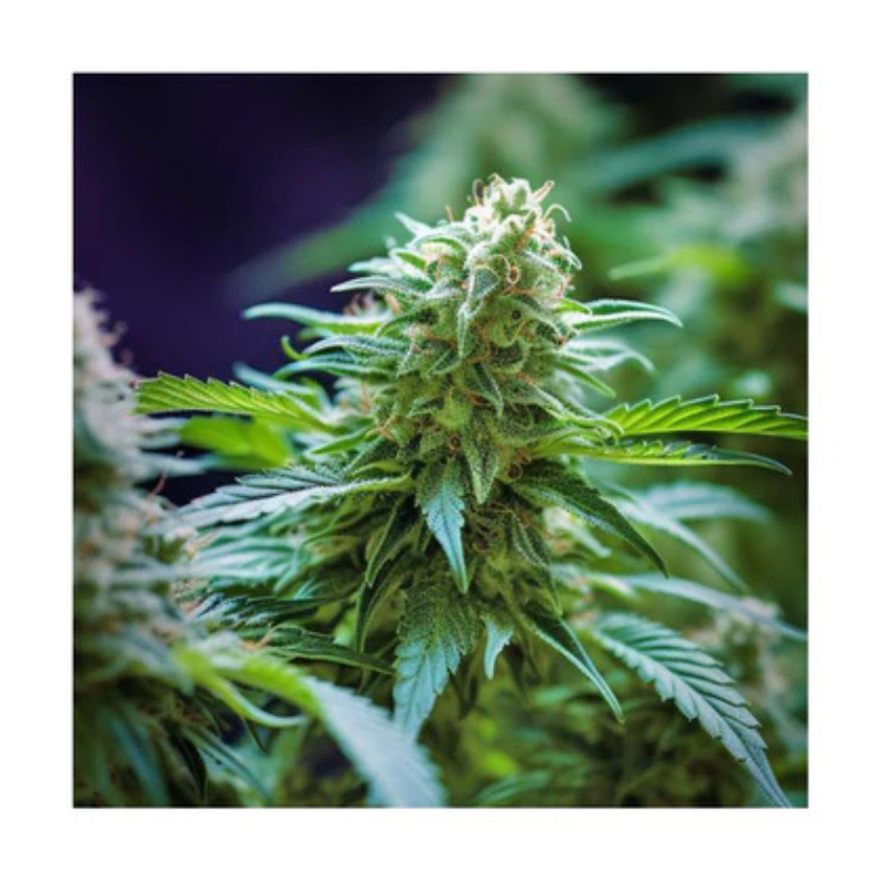 Hanfsamen Amnesia Haze autoflowering