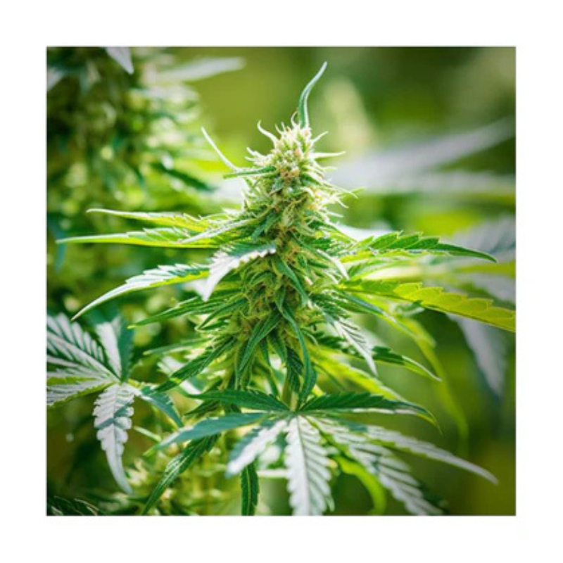 Hanfsamen Biscotti autoflowering